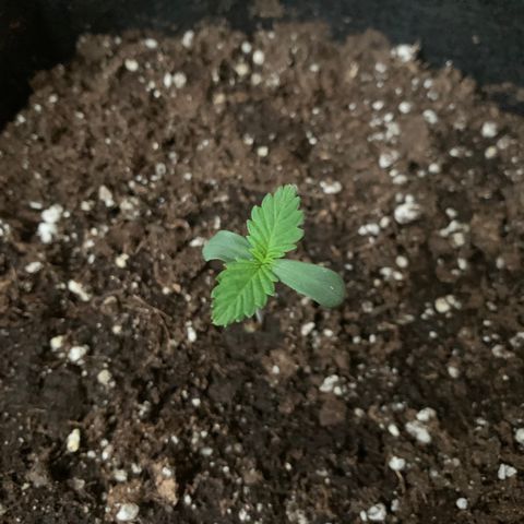 Bon the Purple Queen growlog timeline photo