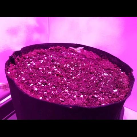 Bon the Purple Queen growlog timeline photo