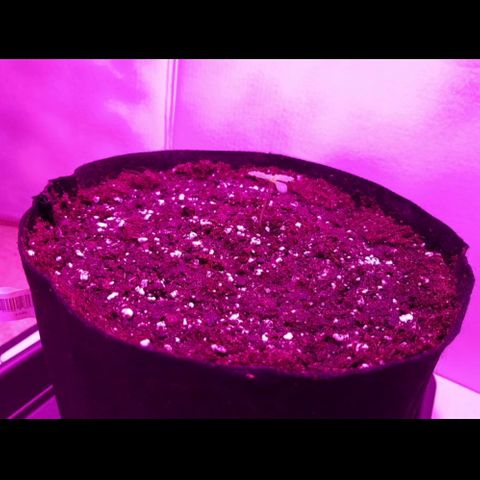 Bon the Purple Queen growlog timeline photo