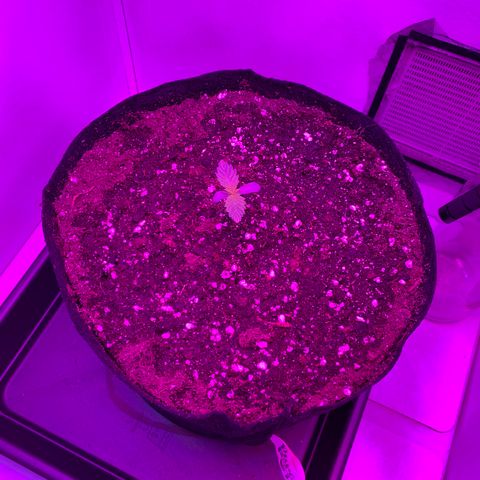 Bon the Purple Queen growlog timeline photo