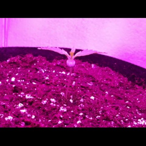 Bon the Purple Queen growlog timeline photo