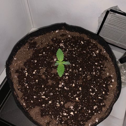 Bon the Purple Queen growlog timeline photo