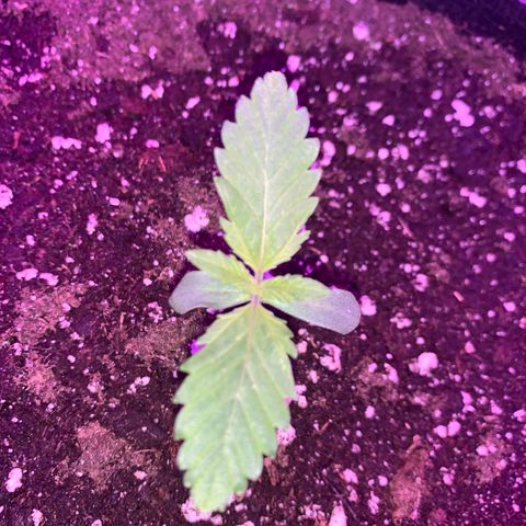Bon the Purple Queen growlog timeline photo