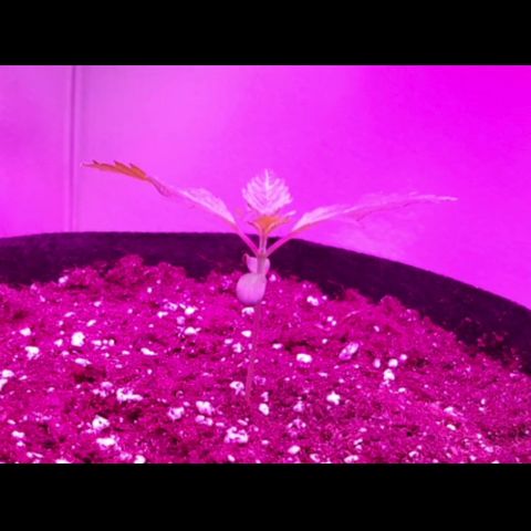 Bon the Purple Queen growlog timeline photo