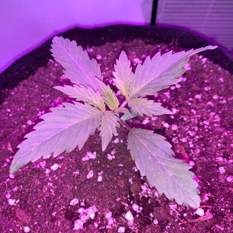 Bon the Purple Queen growlog timeline photo