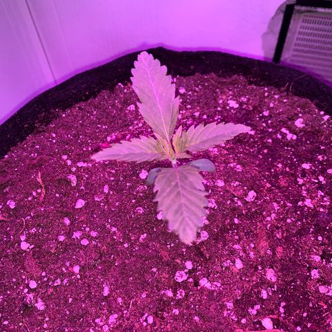 Bon the Purple Queen growlog timeline photo