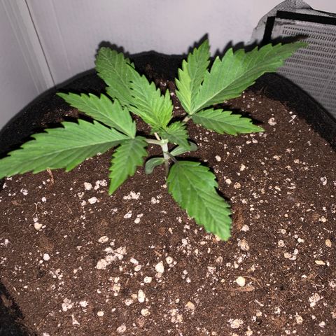 Bon the Purple Queen growlog timeline photo