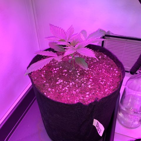 Bon the Purple Queen growlog timeline photo