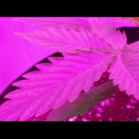 Bon the Purple Queen growlog timeline photo