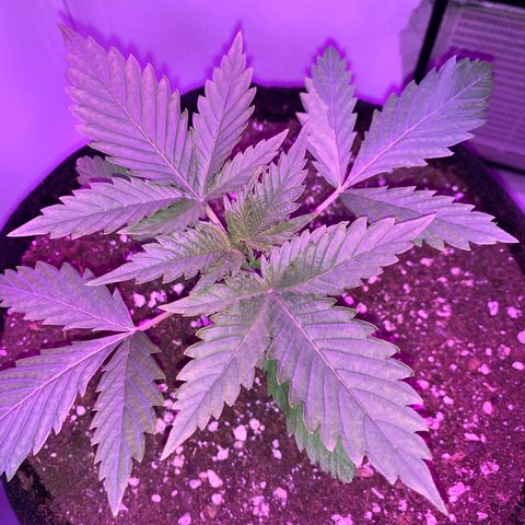 Bon the Purple Queen growlog timeline photo