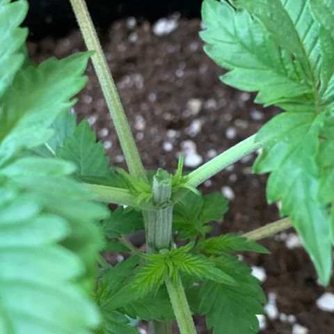 Bon the Purple Queen growlog timeline photo