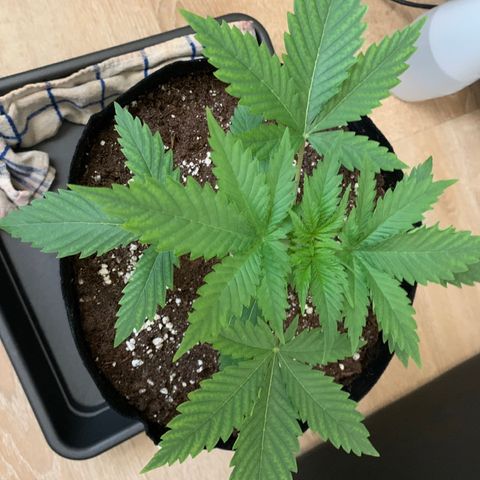 Bon the Purple Queen growlog timeline photo