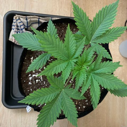 Bon the Purple Queen growlog timeline photo