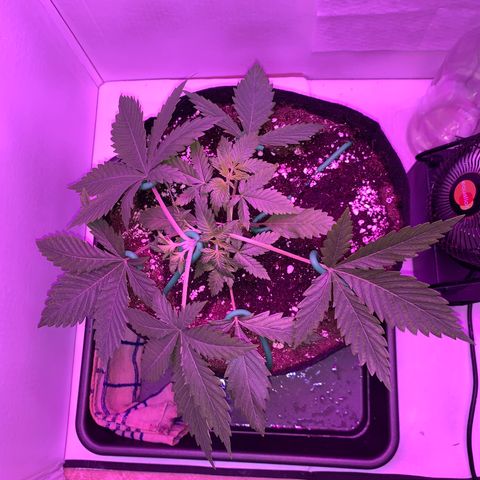 Bon the Purple Queen growlog timeline photo