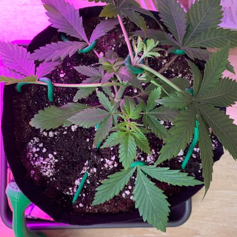 Bon the Purple Queen growlog timeline photo