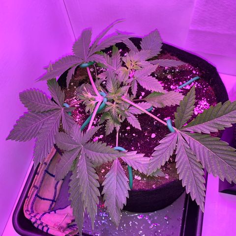 Bon the Purple Queen growlog timeline photo