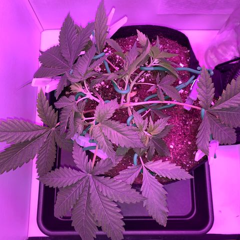 Bon the Purple Queen growlog timeline photo