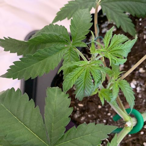 Bon the Purple Queen growlog timeline photo