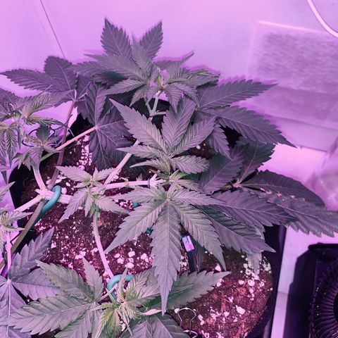 Bon the Purple Queen growlog timeline photo