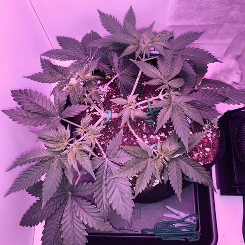 Bon the Purple Queen growlog timeline photo