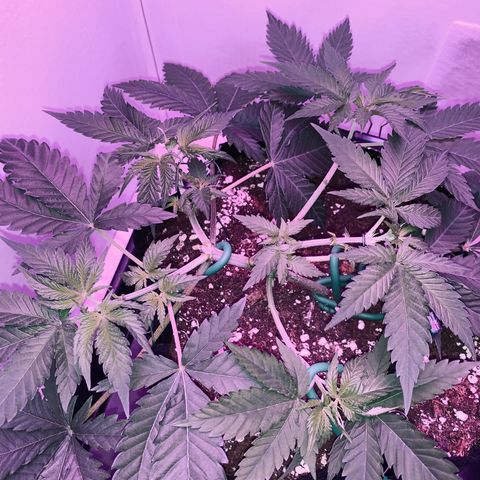 Bon the Purple Queen growlog timeline photo
