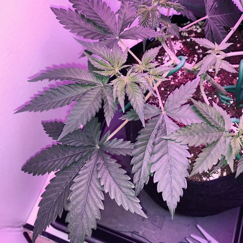 Bon the Purple Queen growlog timeline photo