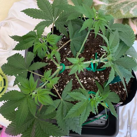 Bon the Purple Queen growlog timeline photo