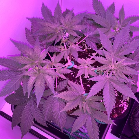 Bon the Purple Queen growlog timeline photo