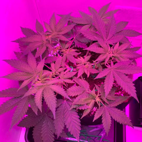 Bon the Purple Queen growlog timeline photo