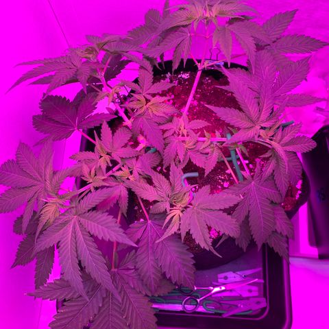 Bon the Purple Queen growlog timeline photo