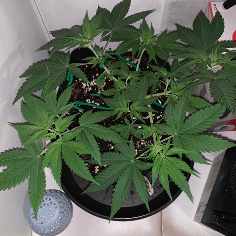 Bon the Purple Queen growlog timeline photo