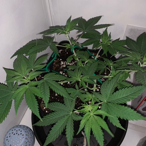 Bon the Purple Queen growlog timeline photo
