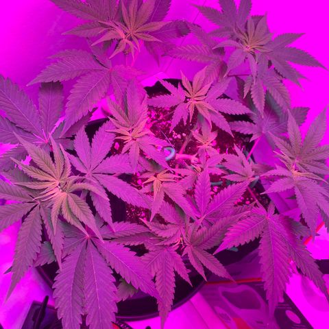 Bon the Purple Queen growlog timeline photo