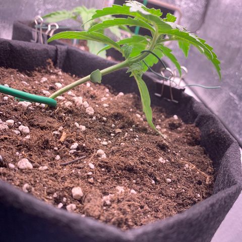 Dwarves growlog timeline photo