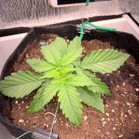 Dwarves growlog timeline photo