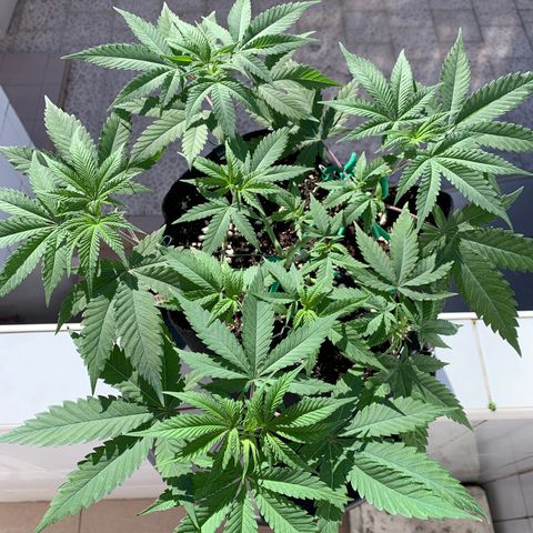 Bon the Purple Queen growlog timeline photo