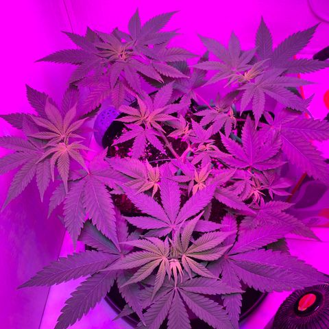 Bon the Purple Queen growlog timeline photo