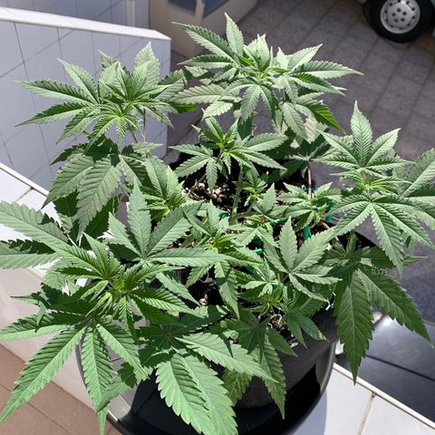 Bon the Purple Queen growlog timeline photo
