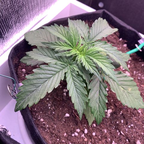 Dwarves growlog timeline photo