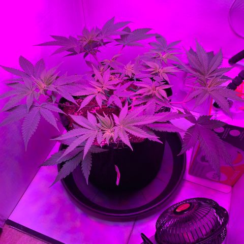 Bon the Purple Queen growlog timeline photo