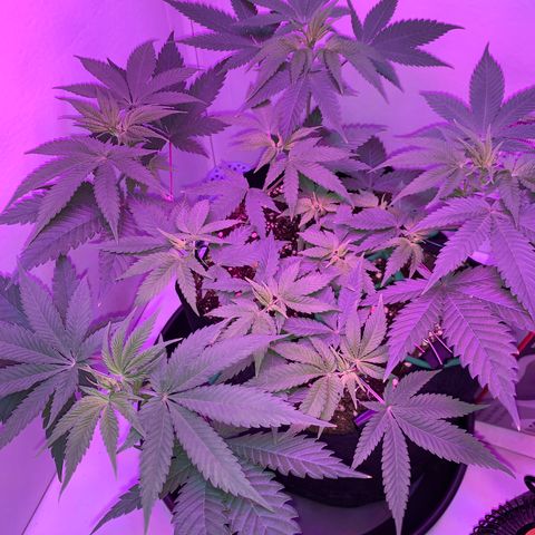 Bon the Purple Queen growlog timeline photo