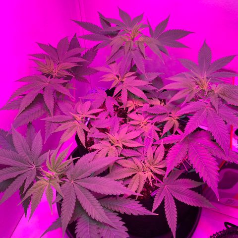 Bon the Purple Queen growlog timeline photo