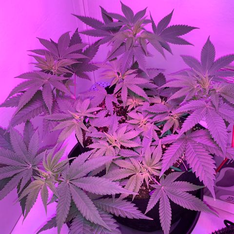 Bon the Purple Queen growlog timeline photo