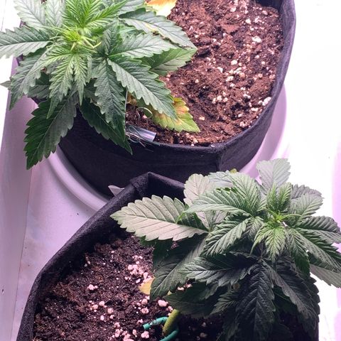 Dwarves growlog timeline photo