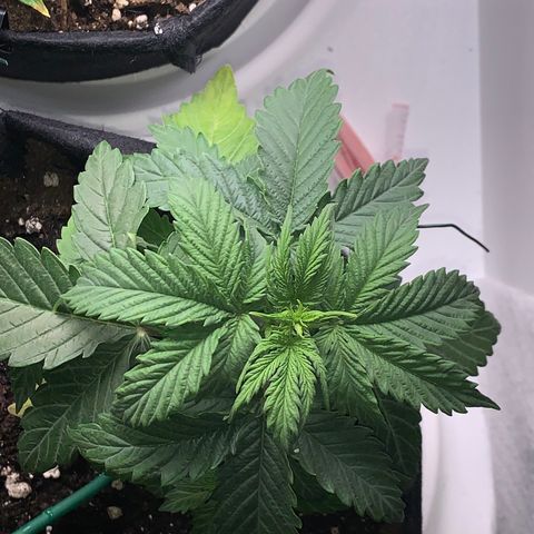 Dwarves growlog timeline photo