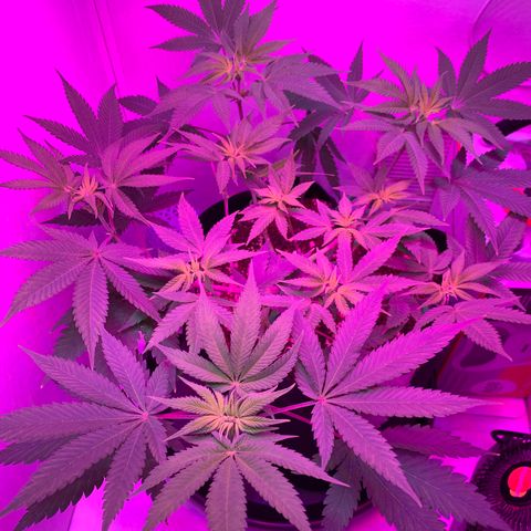 Bon the Purple Queen growlog timeline photo