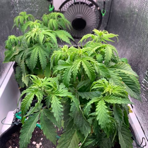 Dwarves growlog timeline photo
