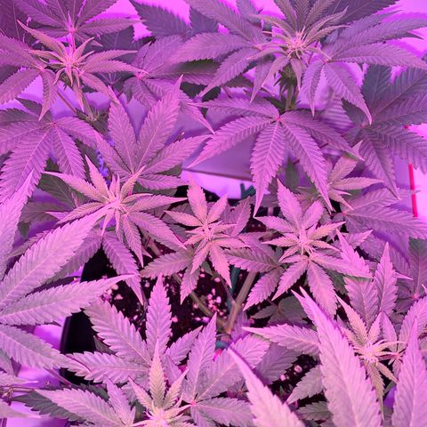 Bon the Purple Queen growlog timeline photo