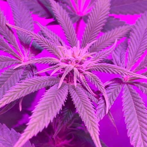 Bon the Purple Queen growlog timeline photo