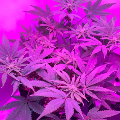 Bon the Purple Queen growlog timeline photo